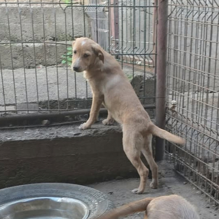 Adopter Cheyenne