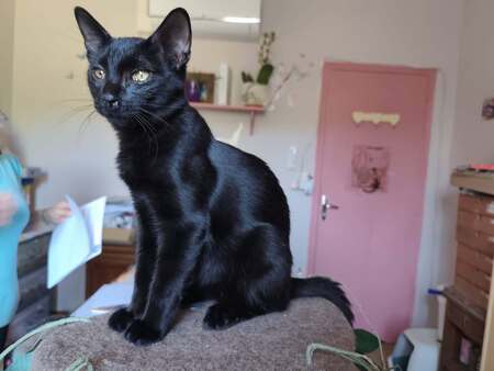 Adopter Buternut 