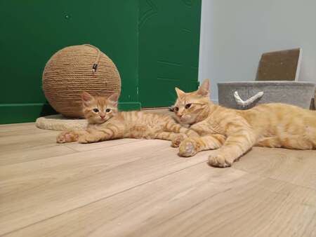 Adopter Sushi et Sashimi