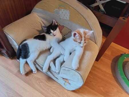 Adopter Jupiter
