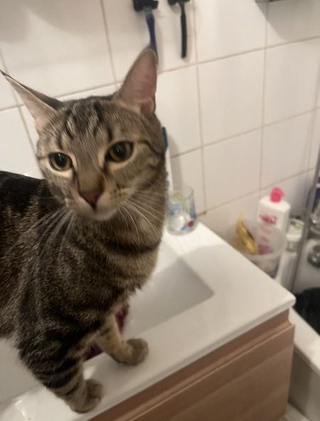 Adopter Alf