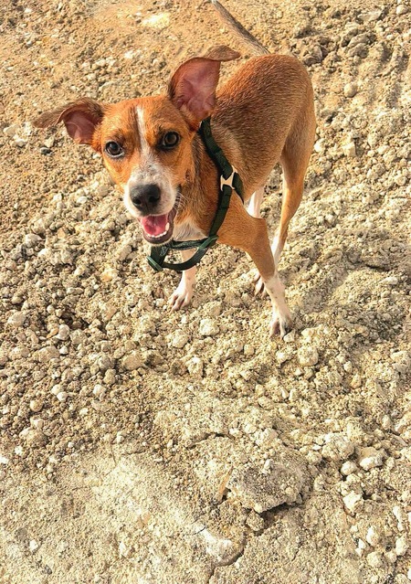 Adopter Changai