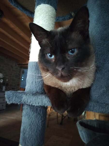 Adopter LOKI