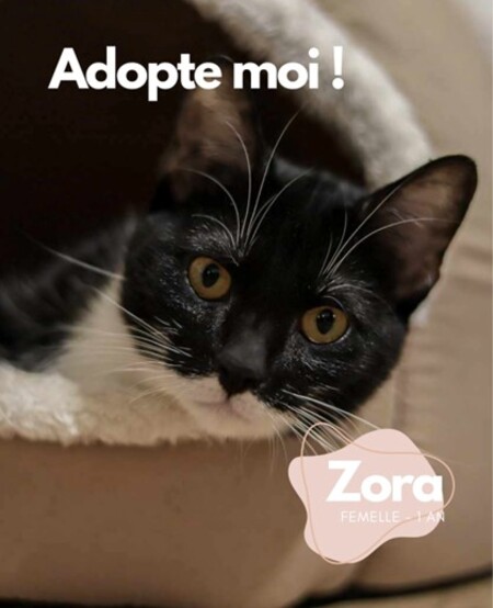 Adopter Zora