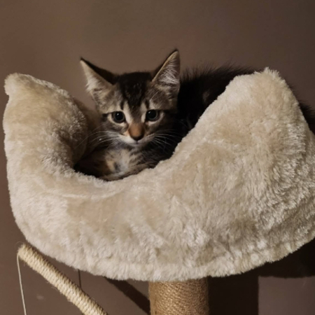 Adopter 