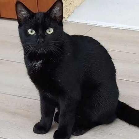 Adopter Accra et rory