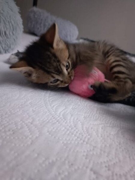 Adopter Achille