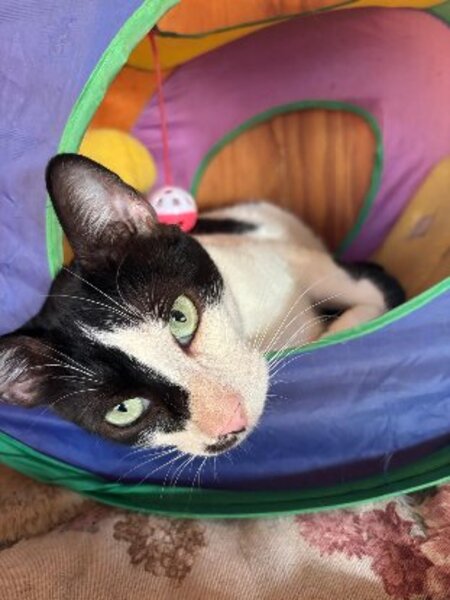 Adopter Adam et neo