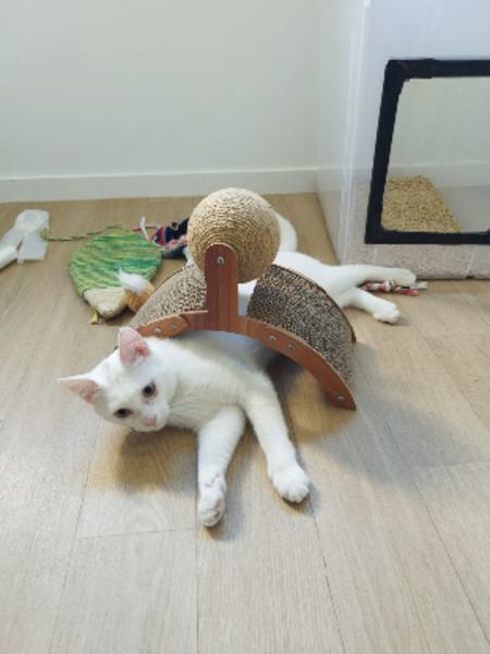 Adopter Adamo