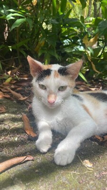 Adopter Adja