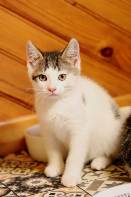 Adopter Ado