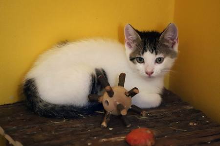 Adopter Ado