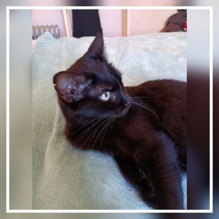 Adopter Agatha