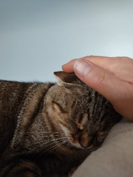 Adopter Agathe