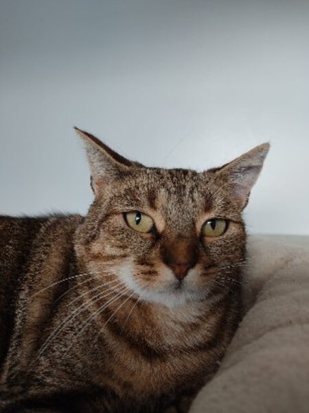 Adopter Agathe