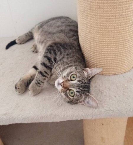 Adopter Aglae et azalee