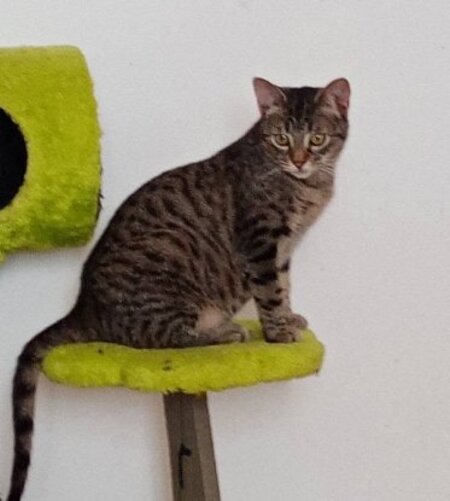 Adopter Aglae et azalee
