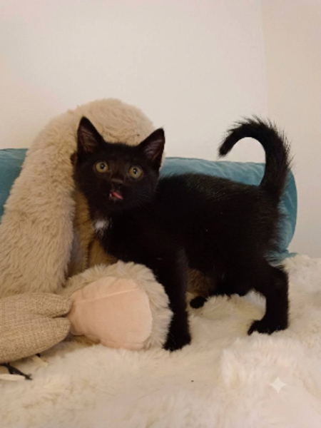 Adopter Aiko et otis