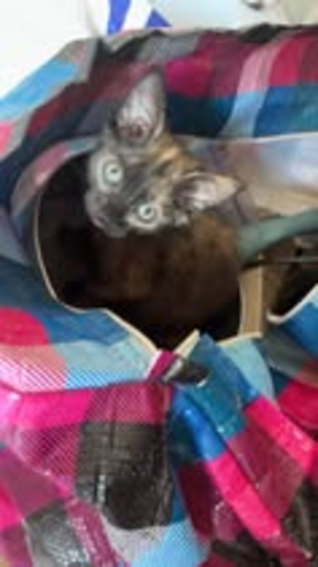 Adopter Aimi