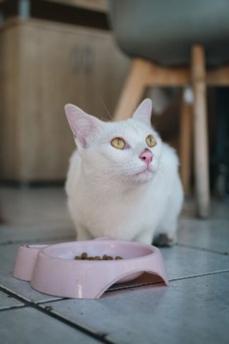 Adopter Aina
