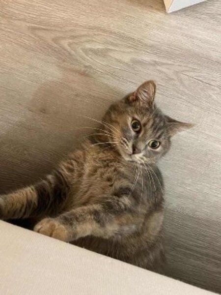 Adopter Akia