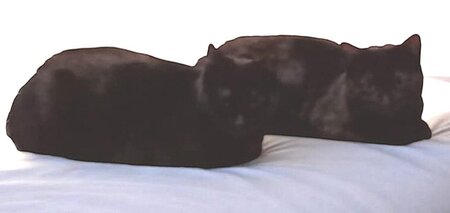Adopter Akira et anémone