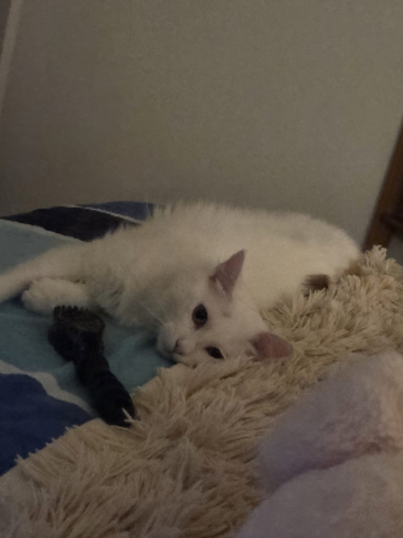 Adopter Alaska