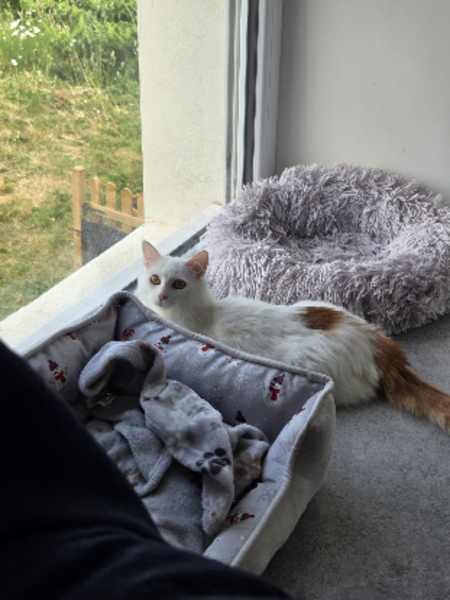 Adopter Alaska