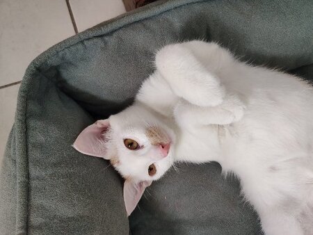 Adopter Alfie