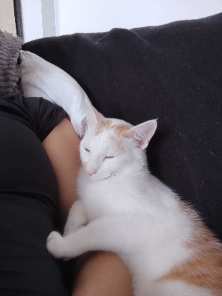 Adopter Alfie