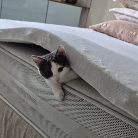Adopter Alfred