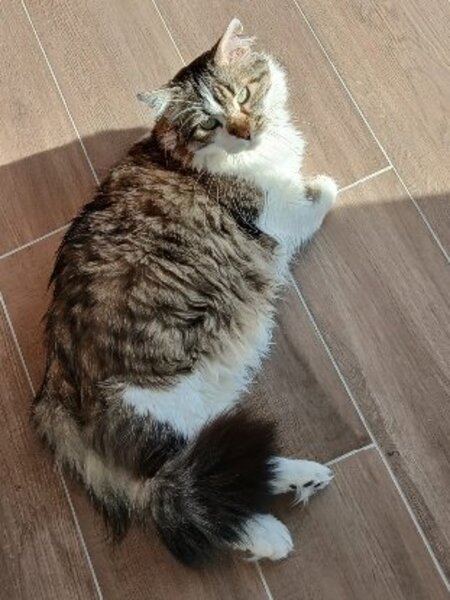 Adopter Alhi