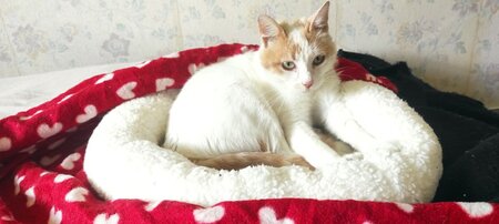 Adopter Alice