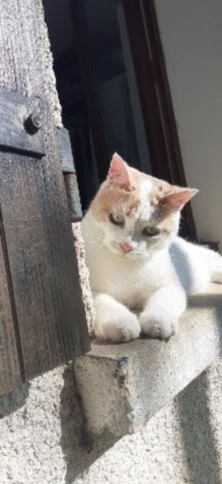 Adopter Alice