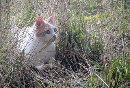 Adopter Alice