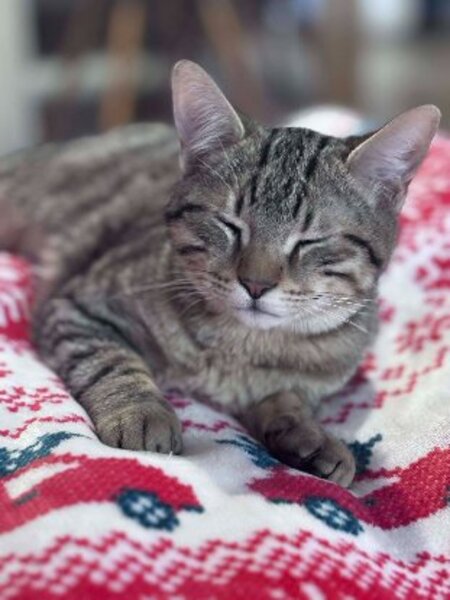 Adopter Alto