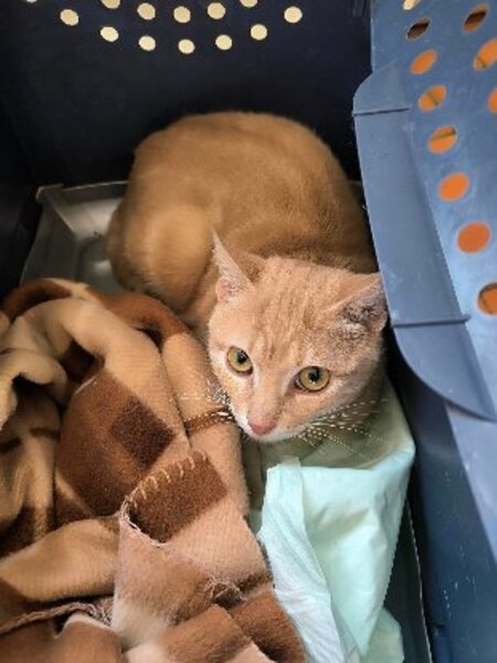 Adopter Alvin