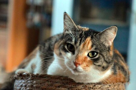 Adopter Amandine