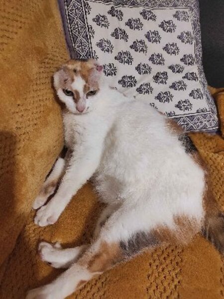 Adopter Amaya