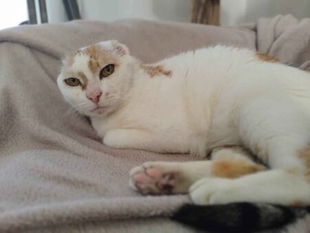 Adopter Amaya