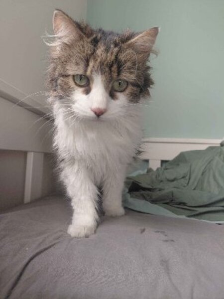 Adopter Amboka