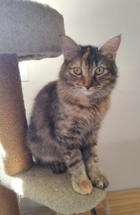 Adopter Ambre