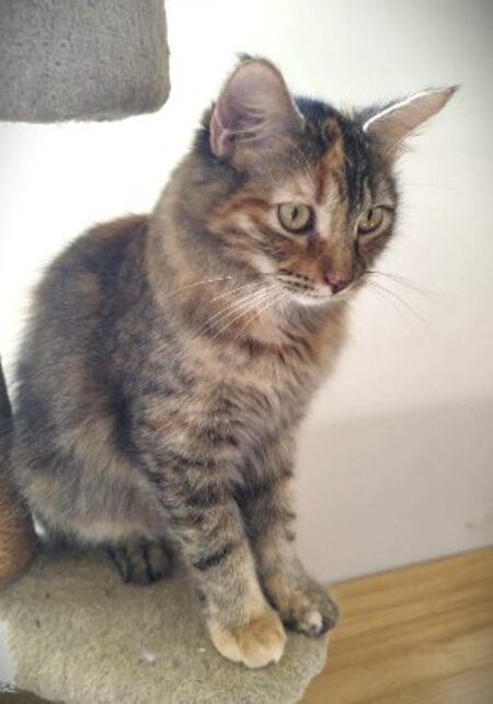 Adopter Ambre