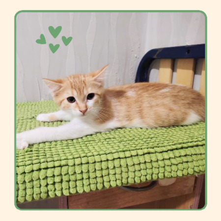 Adopter Ambre