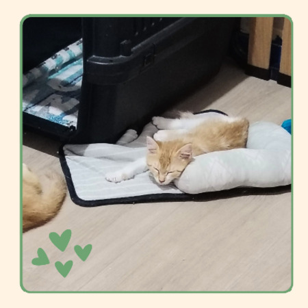 Adopter Ambre