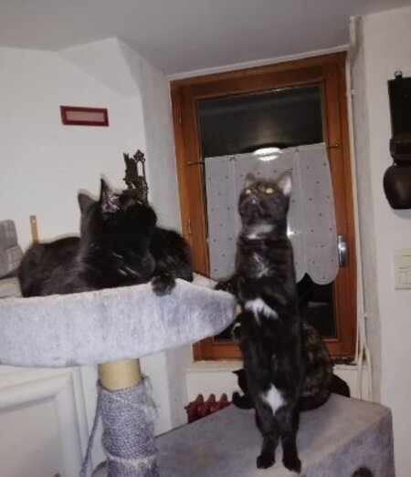 Adopter Amy