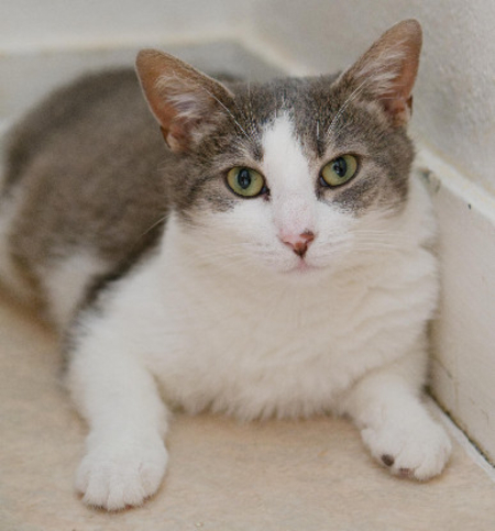 Adopter Angel
