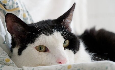 Adopter Angelo