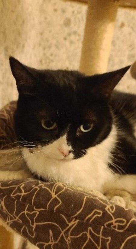 Adopter Angelo