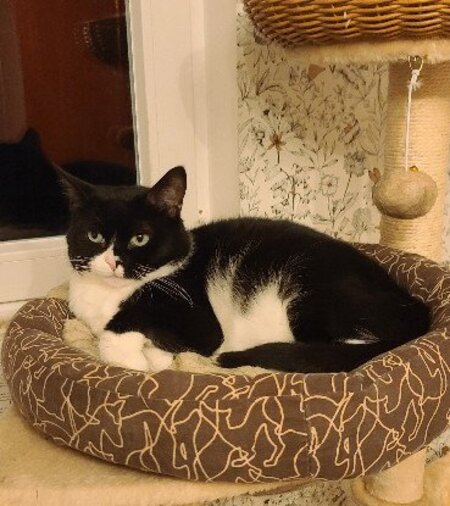 Adopter Angelo